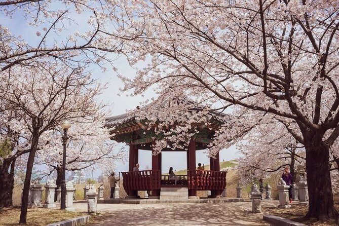 Full-Day Jinhae Cherry Blossom festival Private tour - What the private vehicle adds to the day