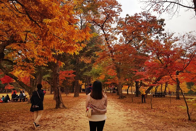 [ Full Day ] Nami Island & Petit France From Seoul - Six hours among Nami Island’s trees