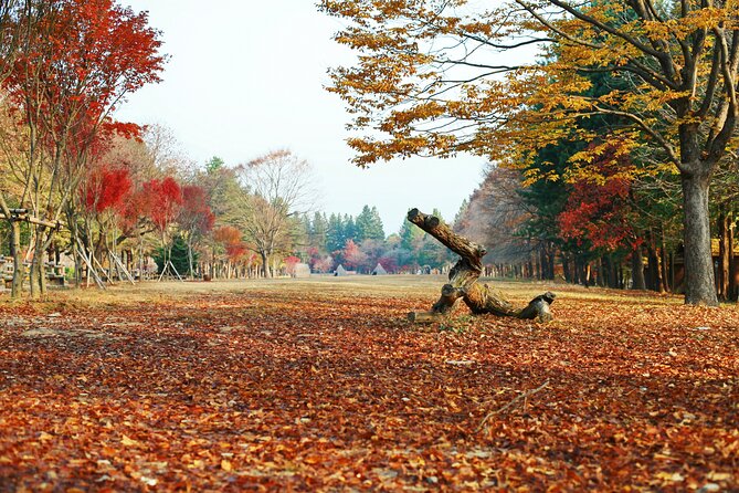 Full Day Private Tour Nami Island, Garden & Petite France - Lunch in the middle of a long outing