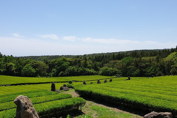 Fully Customizable Private Tour of Jeju Island - Olle Walks, Horses, Cafes, and Tangerines