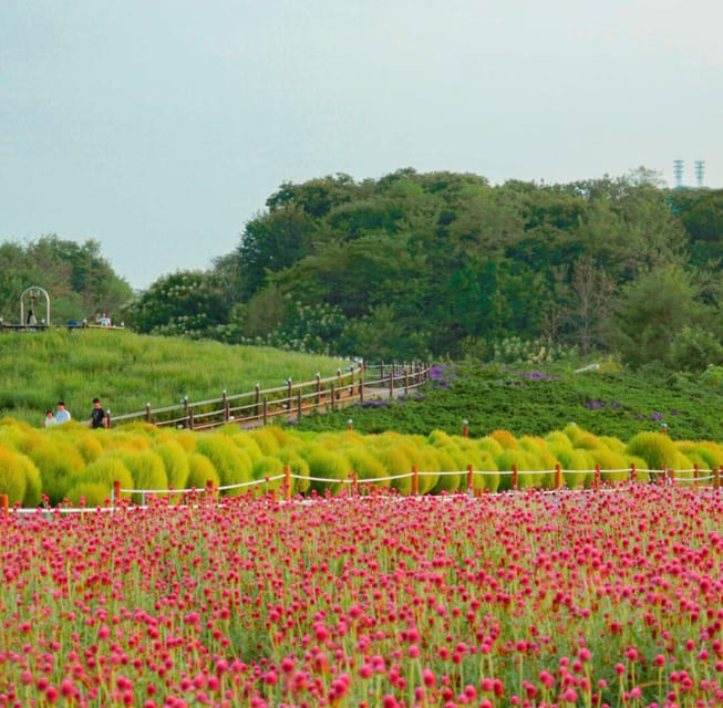 Hantan Canyon & Goseokjeong Flower Garden & Pink Muhly Park - Why this Cheorwon day trip works