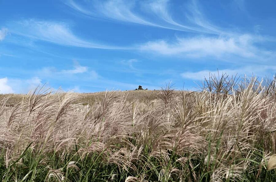 Jeju: 2026 Autumn Tour with Pink Muhly Festival Hotel Pickup - Why autumn is the right season for this route