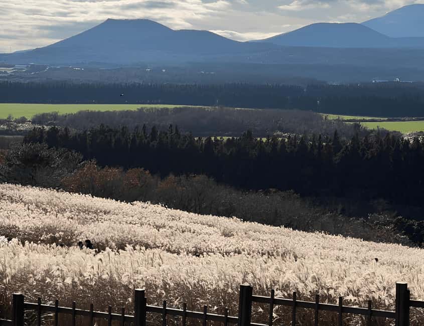 Jeju: 2026 Autumn Tour with Pink Muhly Festival Hotel Pickup - Seongsan Ilchulbong, the day’s big viewpoint