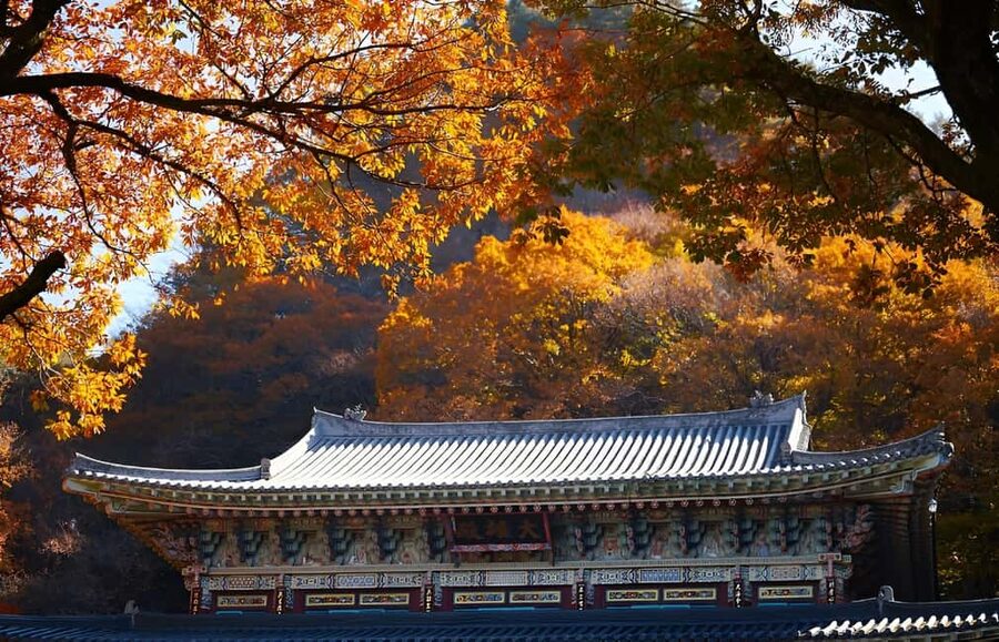 Jeju: 2026 Autumn Tour with Pink Muhly Festival Hotel Pickup - What the van, guide, and schedule add