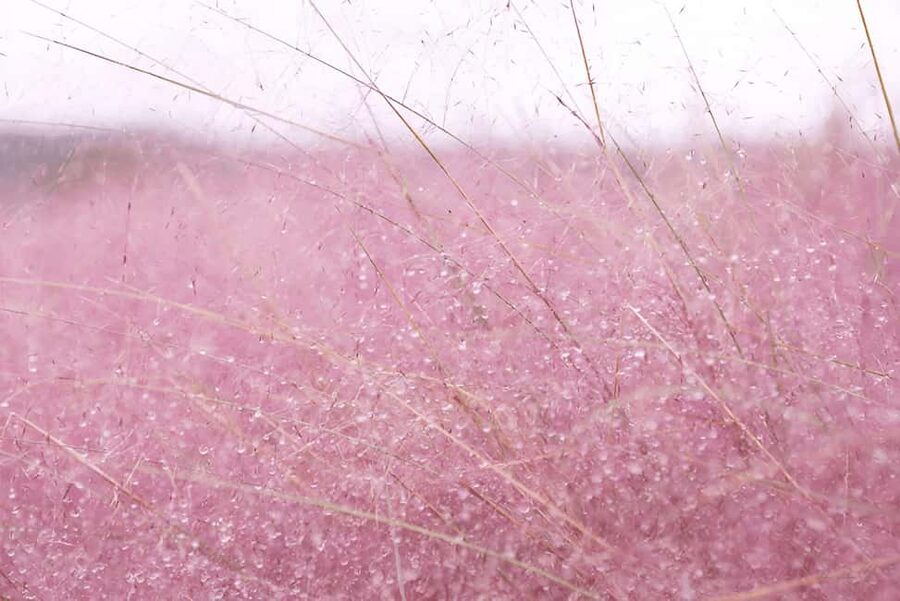 Jeju: 2026 Autumn Tour with Pink Muhly Festival Hotel Pickup - What is included, and what will cost extra