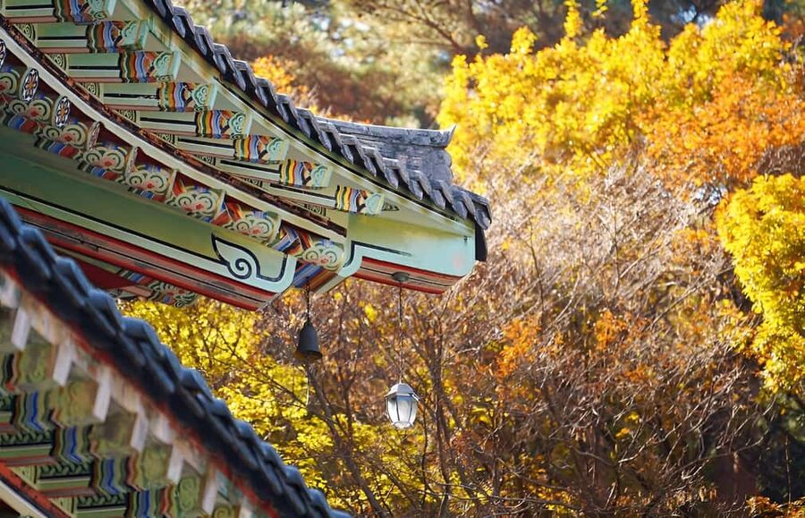 Jeju: 2026 Autumn Tour with Pink Muhly Festival Hotel Pickup - Cheonwangsa Temple and the first autumn colors