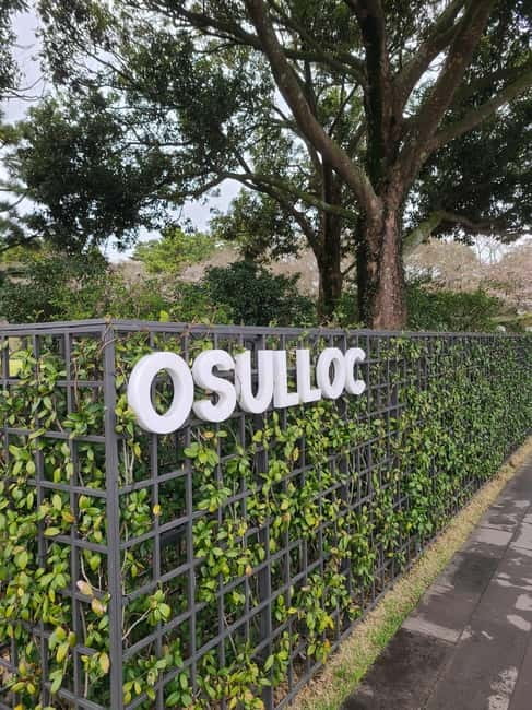 Jeju: Cherry Blossom South & West Day Tour with Hotel Pickup - Key points before you book