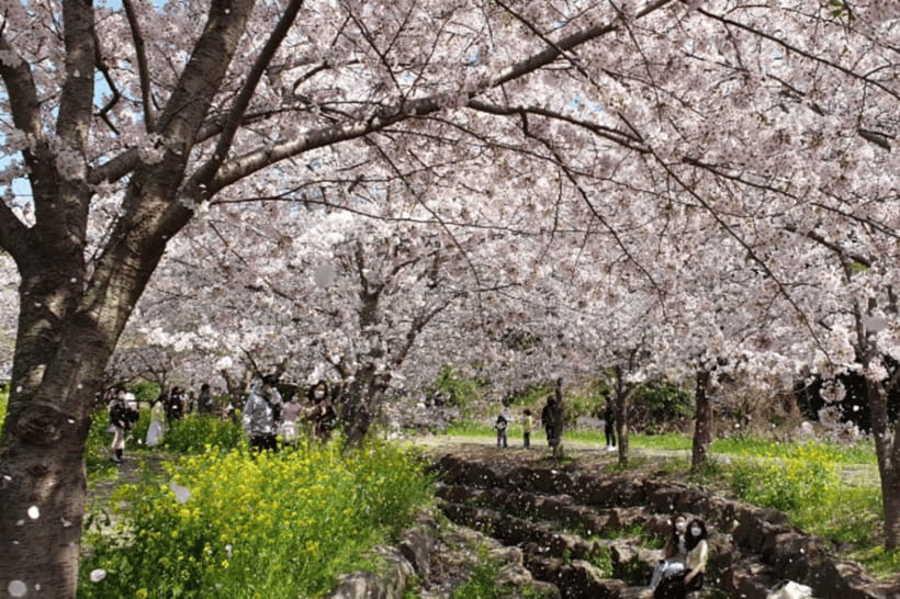Jeju: Cherry Blossom South & West Day Tour with Hotel Pickup - What the guides add to the experience
