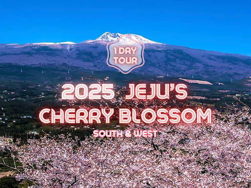 Jeju: Cherry Blossom South & West Day Tour with Hotel Pickup - Yerae brings the King Cherry Blossoms
