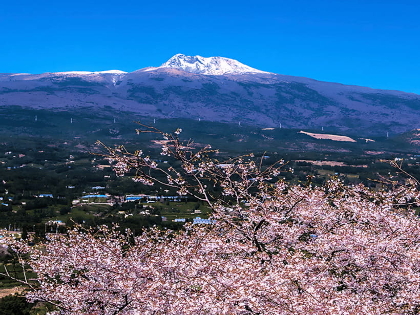 Jeju: Cherry Blossom South & West Day Tour with Hotel Pickup - Yongmeori Coast adds the most dramatic scenery