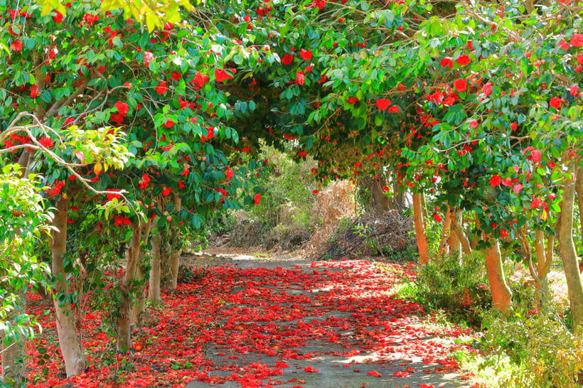Jeju: Cherry Blossom South & West Day Tour with Hotel Pickup - O’sulloc closes the sightseeing loop