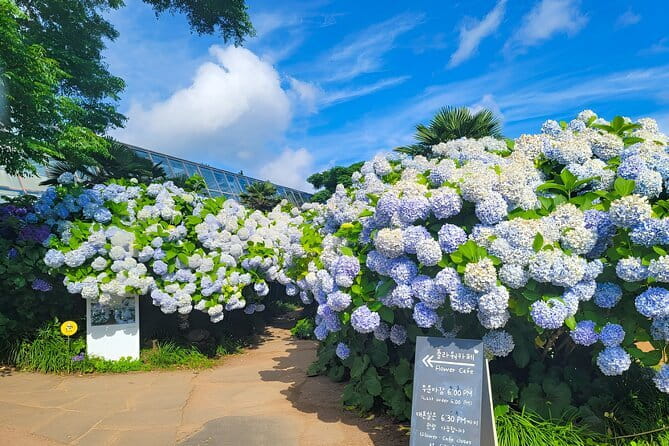 Jeju Day Tour for Cruise Guests - What $62.29 Really Buys You
