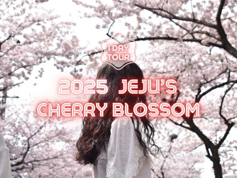 Jeju East: Cherry Blossom Early Bird Tour with Hotel Pickup - Noksan-ro brings together blossoms and canola