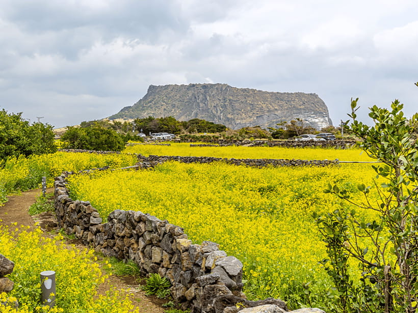 Jeju East: Cherry Blossom Early Bird Tour with Hotel Pickup - Lunch is flexible, but it is not included