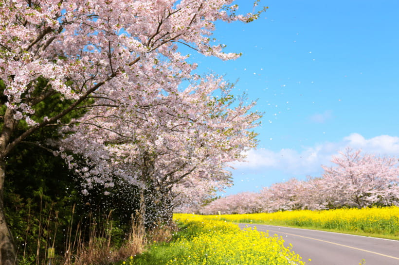 Jeju East: Cherry Blossom Early Bird Tour with Hotel Pickup - Seopjikoji delivers open coastal views