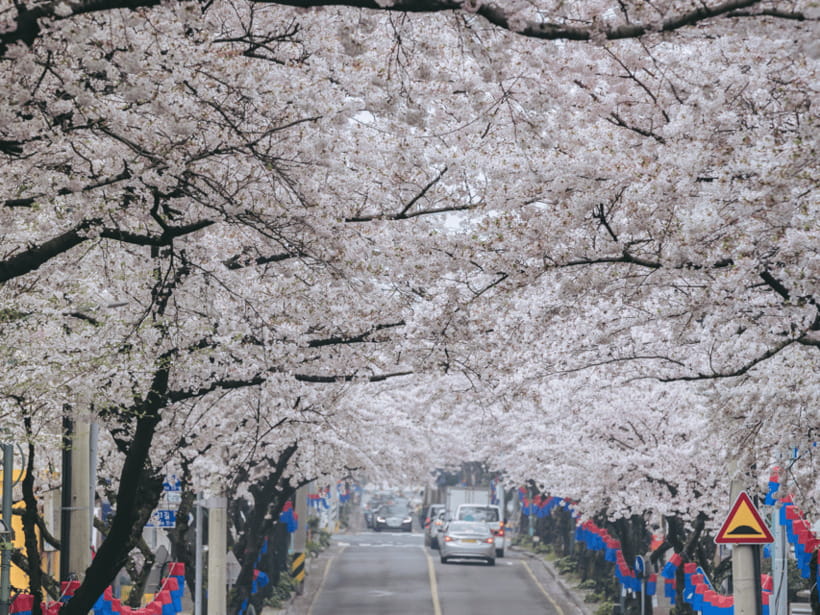 Jeju East: Cherry Blossom Early Bird Tour with Hotel Pickup - The guide can shape the quality of the day