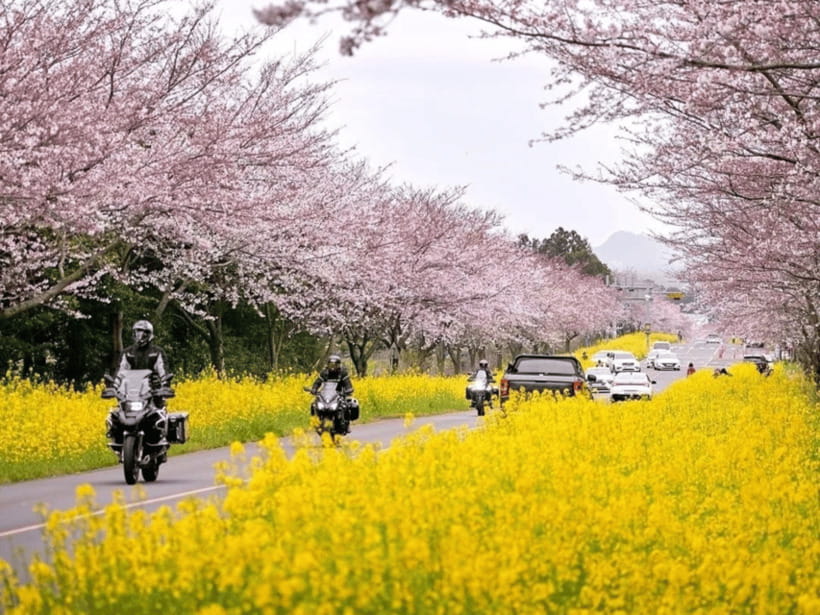 Jeju East: Cherry Blossom Early Bird Tour with Hotel Pickup - Jeonnong-ro starts the day with easy cherry blossom photos