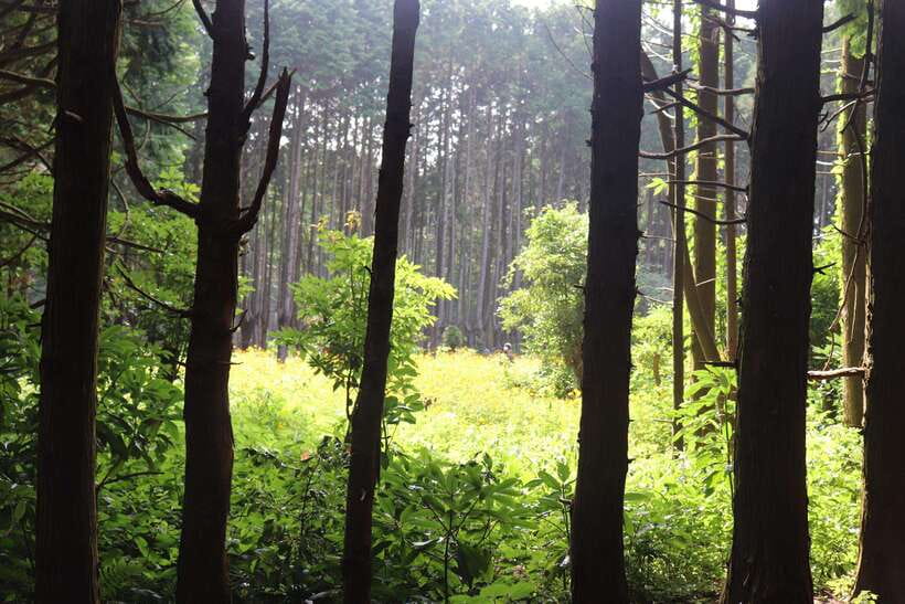 Jeju: East of Jeju Island Bus Tour from Seogwipo City - Woljeongri Beach offers a calmer coastal pause