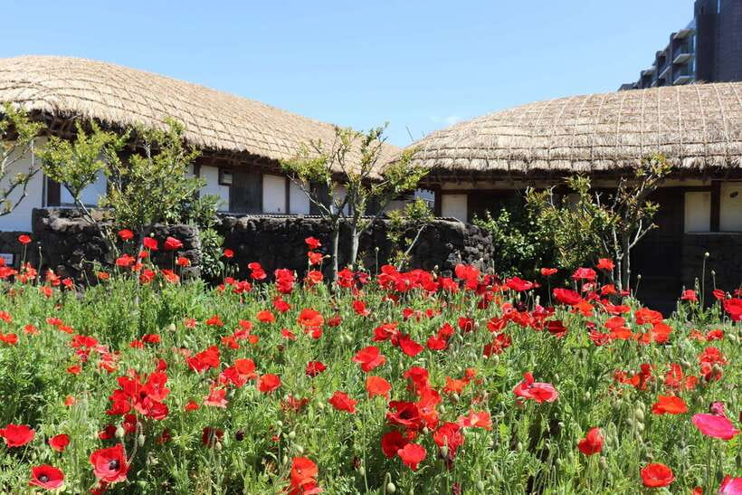 Jeju: East of Jeju Island Bus Tour from Seogwipo City - Lunch and free spending