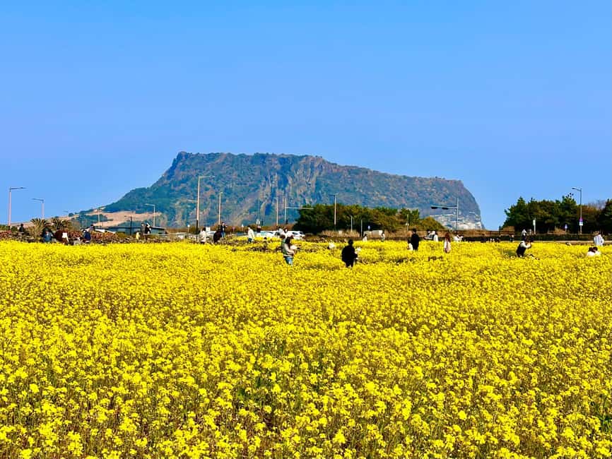 Jeju East: Small Group Healing Tour w/Woman Divers Show - Why this eastern Jeju route works