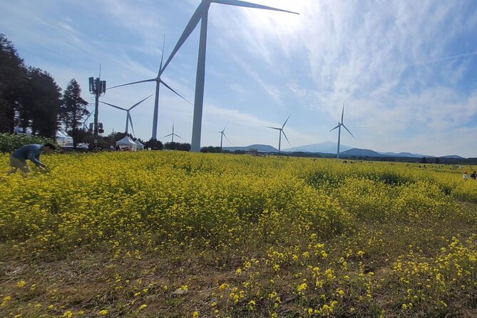 Jeju English Private Taxi Tour(1day, 2days, 3days & 1 to 12pax) - A private way to handle Jeju’s wide spread
