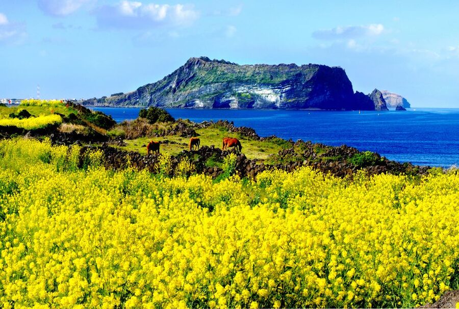 Jeju Island: Customized Private Full-Day Van Tour - Starting at 9:00 AM From Your Hotel