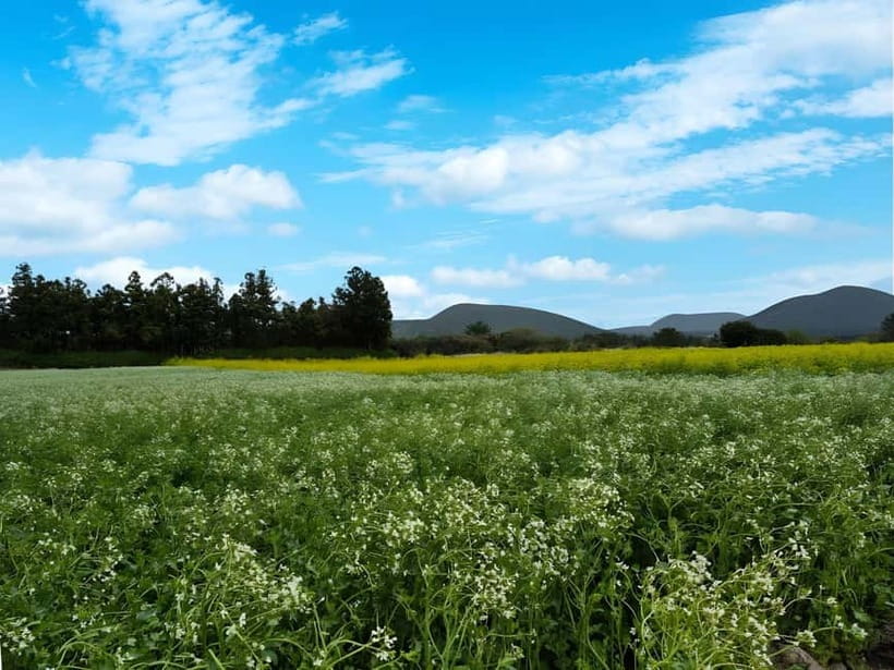 Jeju: K-Drama Spot When Life Gives You Tangerines Hotel Pick - Ora-dong field: a pretty start with seasonal limits