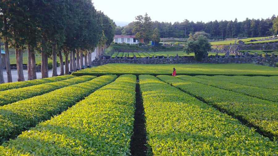 Jeju Premium Small Group UNESCO Day Tour - South - Eoseungsaengak Trail on Hallasan