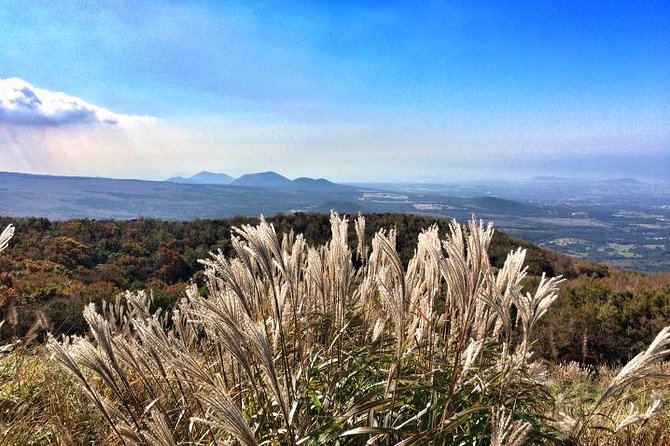 Jeju Premium Small Group UNESCO Day Tour - South Course - Eoseungsaengak Trail: your first hour on Hallasan