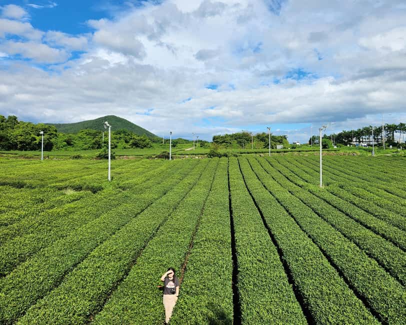 Jeju Private Taxi Tour with a Licenced English Guide-Driver - Eoseungsaengak and the highlands