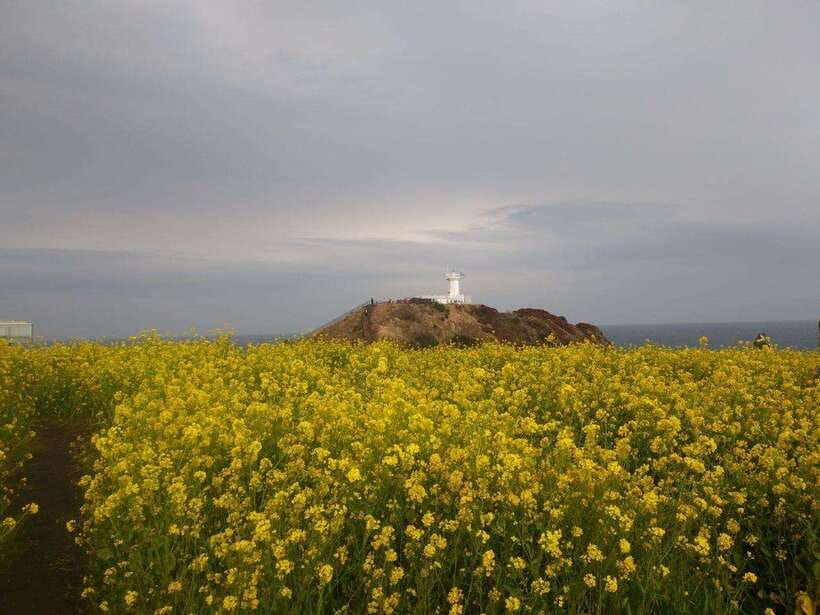 Jeju: Private Tour with an English Guide and a Vehicle - The South and West Route: Waterfalls, Markets, and Tea