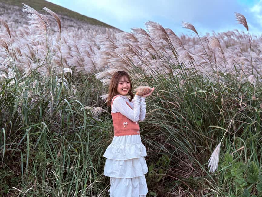 Jeju: Small Group Tour w/Pink Muhly & Tangerine Picking - Key points at a glance