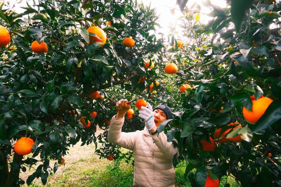 Jeju: Small Group Tour w/Pink Muhly & Tangerine Picking - Mt. Halla’s 1,100-meter wetland
