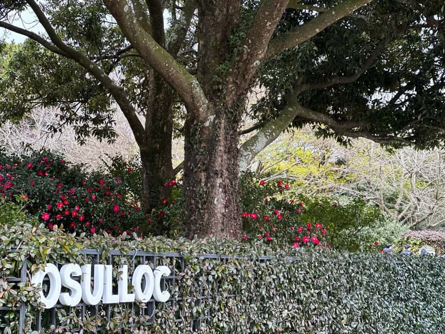 Jeju West: Small Group Healing Tour w/Caves & Dolphins - O’Sulloc and Innisfree among the tea fields