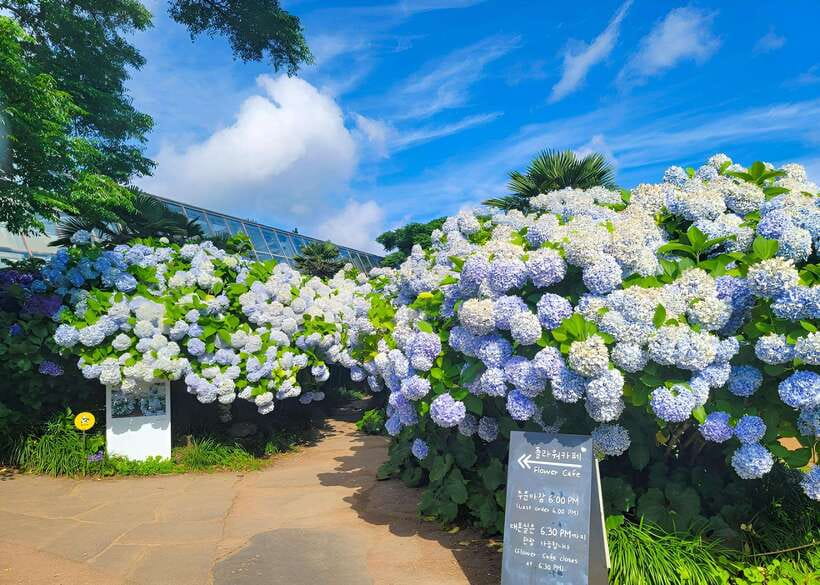 Jeju: Western & Southern Jeju Hydrangea Festival Tour - Key points to know before booking