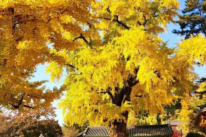Jeonju Hanok Village Full-Day Tour:Jangtaesan Autumn Foliage - Why this combination works