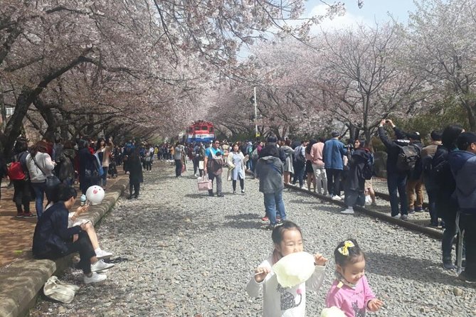 Jinhae Cherry Blossom + Busan Sunrise from Seoul - Yeojwacheon Stream, Jinhae’s classic flower setting