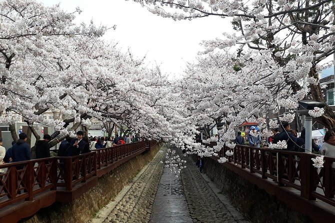 Jinhae Cherry Blossom + Busan Sunrise from Seoul - Four hours of blossoms, with a little flexibility