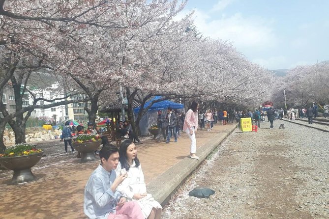 Jinhae Cherry Blossom + Busan Sunrise from Seoul - Haeundae Beach gives you a short morning pause