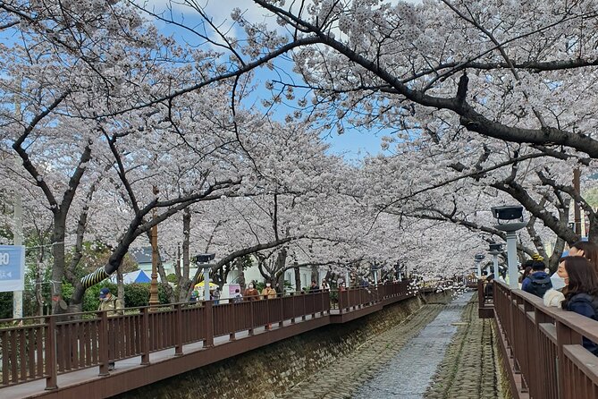 Jinhae Cherry Blossom Day trip from Busan - A Spring Adventure! - Two and a half hours around Jinhae Post Office
