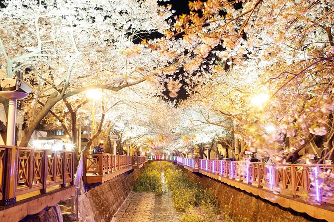 Jinhae Cherry Blossom Day trip from Busan - A Spring Adventure! - Gyeonghwa Station and the railway cherry trees