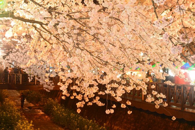 Jinhae Cherry Blossom Day trip from Busan - A Spring Adventure! - Yeojwacheon Stream and the Romance Bridge