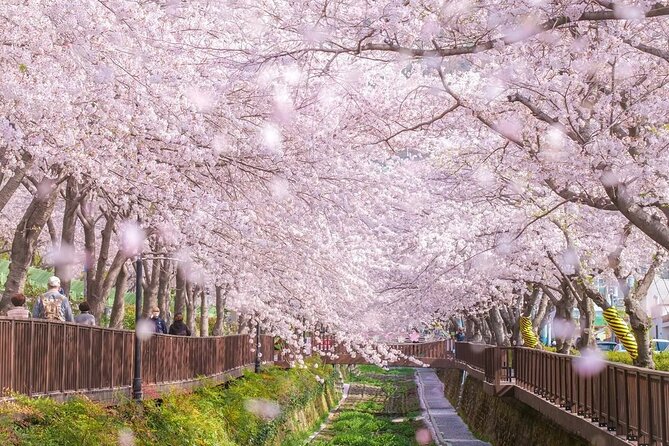 Jinhae Pink Cherry Blossom One Day Tour From Busan - Why Jinhae is worth a day from Busan