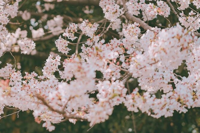 Jinhae Pink Cherry Blossom One Day Tour From Busan - What $38.39 covers, and what it does not