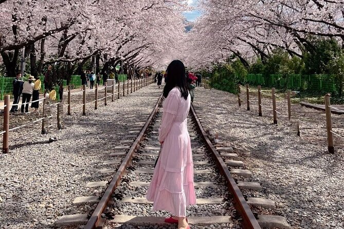 Jinhae Pink Cherry Blossom One Day Tour From Busan - The Busan ride, group size, and day length