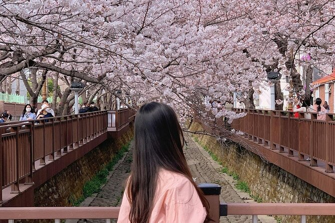Jinhae Pink Cherry Blossom One Day Tour From Busan - Making lunch and personal costs easy