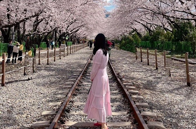 Jinhae Pink Cherry Blossom One Day Tour From Busan - Who will get the most from this trip
