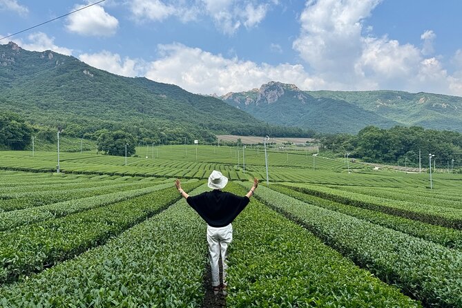 Korean Green Tea Tour - from Boseong to Gangjin (Private) - Five things to know before you go