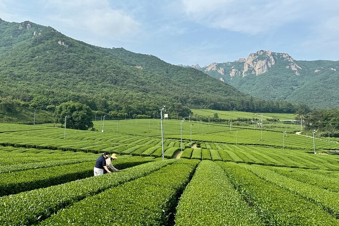 Korean Green Tea Tour - from Boseong to Gangjin (Private) - Nokcha-ro offers Boseong from a different angle