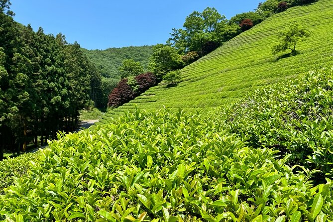 Korean Green Tea Tour - from Boseong to Gangjin (Private) - Baegun Tea House tells a Korean tea story